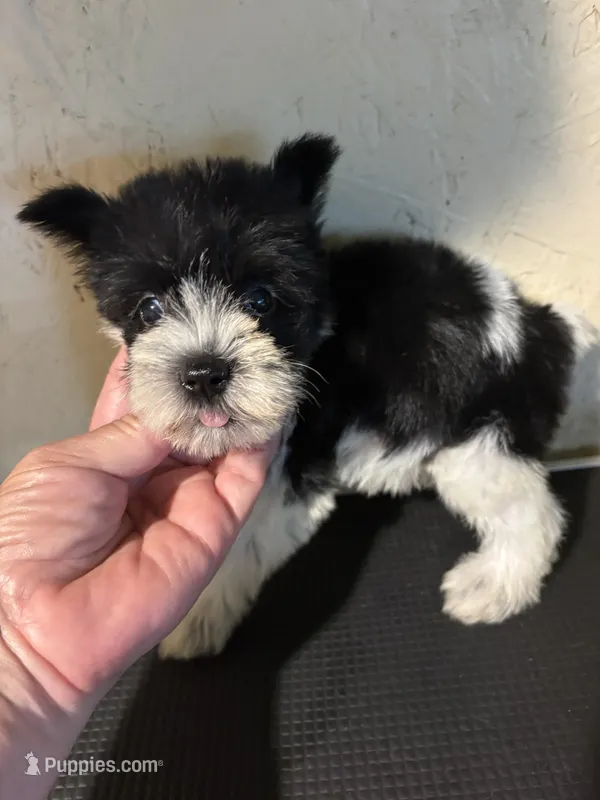 Party – Miniature Schnauzer puppy for sale in Saint Hedwig, TX