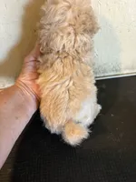 Pape’, a male Poodle - Toy  for sale in Saint Hedwig, TX – 2 of 3