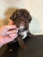 Cocoa, a male Yorkipoo for sale in Saint Hedwig, TX – 5 of 5