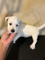 Bella , a female West Highland White Terrier for sale in Saint Hedwig, TX – 1 of 1