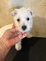 Pieper, a female West Highland White Terrier for sale in Saint Hedwig, TX – 2 of 4