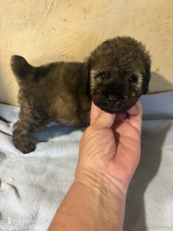 Barkley – Poodle - Miniature  puppy for sale in Saint Hedwig, TX