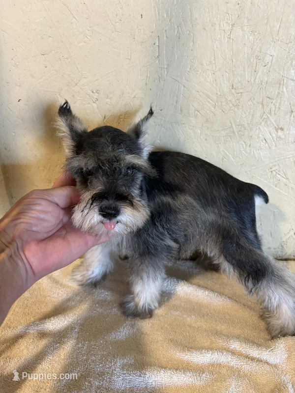 Salt and pepper – Miniature Schnauzer puppy for sale in Saint Hedwig, TX