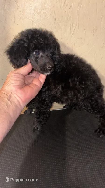 Black  – Poodle - Toy  puppy for sale in Saint Hedwig, TX