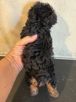 Bunny, a female Yorkipoo for sale in Saint Hedwig, TX – Photo 4 of 6