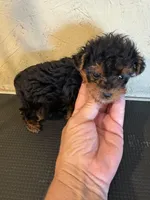 Bunny, a female Yorkipoo for sale in Saint Hedwig, TX – Photo 2 of 6