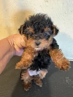 Bunny, a female Yorkipoo for sale in Saint Hedwig, TX – Photo 3 of 6