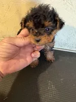 Bunny, a female Yorkipoo for sale in Saint Hedwig, TX – Photo 5 of 6