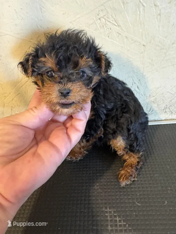 Bunny – Yorkipoo puppy for sale in Saint Hedwig, TX