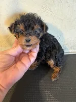 Bunny, a female Yorkipoo for sale in Saint Hedwig, TX – Photo 1 of 6