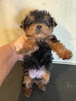 Bunny, a female Yorkipoo for sale in Saint Hedwig, TX – Photo 6 of 6