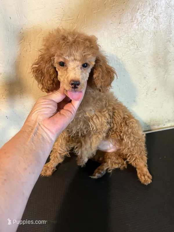 Red  – Poodle - Toy  puppy for sale in Saint Hedwig, TX