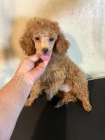 Red , a female Poodle - Toy  for sale in Saint Hedwig, TX – 1 of 7