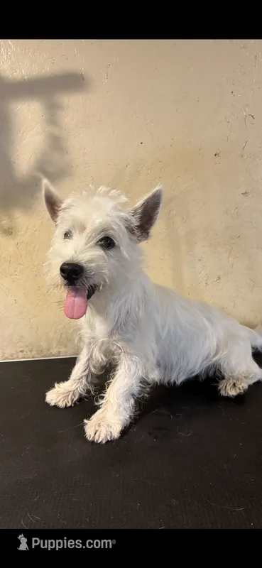 Crystal – West Highland White Terrier puppy for sale in Saint Hedwig, TX
