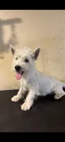 Crystal, a female West Highland White Terrier for sale in Saint Hedwig, TX – 1 of 3