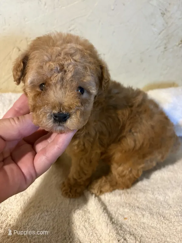 AKC Cafe Au Late’ – Poodle - Toy  puppy for sale in Saint Hedwig, TX