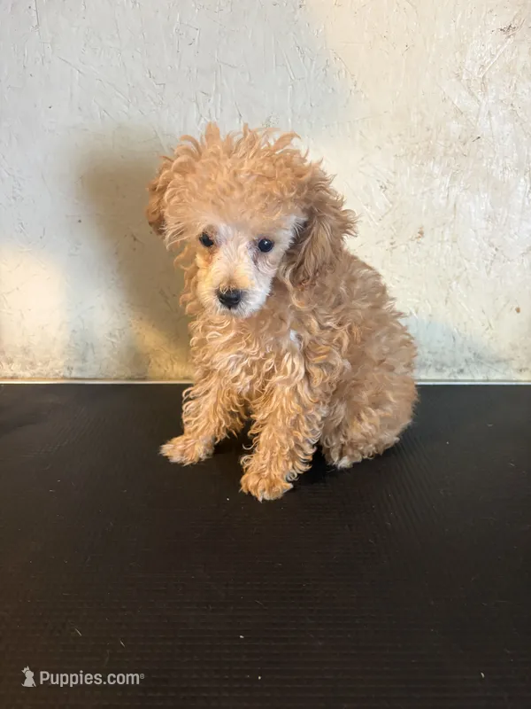 AKC Cafe Au Late’ – Poodle - Toy  puppy for sale in Saint Hedwig, TX