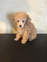 AKC tiny Cafe Au Late’, a female Poodle - Toy  for sale in Saint Hedwig, TX – 4 of 5