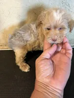 Buffy, a male Yorkipoo for sale in Saint Hedwig, TX – 4 of 4