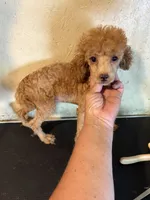 Red , a female Poodle - Toy  for sale in Saint Hedwig, TX – 7 of 7