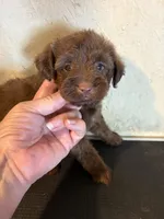 Fluffy, a male Yorkipoo for sale in Saint Hedwig, TX – 4 of 4