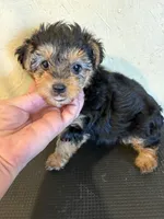 Rover, a male Yorkipoo for sale in Saint Hedwig, TX – Photo 1 of 5