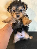 Rover, a male Yorkipoo for sale in Saint Hedwig, TX – Photo 4 of 5