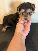 Rover, a male Yorkipoo for sale in Saint Hedwig, TX – Photo 2 of 5