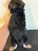 Rover, a male Yorkipoo for sale in Saint Hedwig, TX – Photo 5 of 5