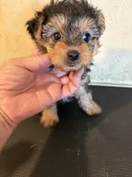 Rover, a male Yorkipoo for sale in Saint Hedwig, TX – Photo 3 of 5