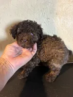 Brownie , a male Poodle - Miniature  for sale in Saint Hedwig, TX – 3 of 5