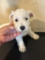 Dudley , a male West Highland White Terrier for sale in Saint Hedwig, TX – 5 of 7