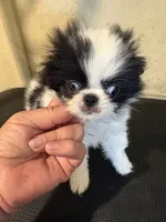Chin diamond , a female Japanese Chin for sale in Saint Hedwig, TX – 5 of 5