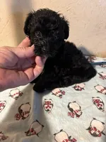 Brutus, a male Yorkipoo for sale in Saint Hedwig, TX – 2 of 4
