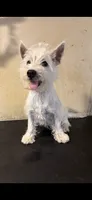 Crystal, a female West Highland White Terrier for sale in Saint Hedwig, TX – 2 of 3