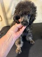 Madden , a male Poodle - Miniature  for sale in Saint Hedwig, TX – 2 of 5