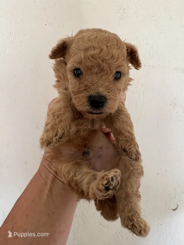 AKC Pepe’ – Poodle - Toy  puppy for sale in Saint Hedwig, TX