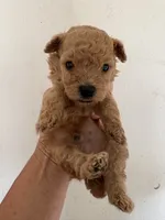 AKC Pepe’, a male Poodle - Toy  for sale in Saint Hedwig, TX – 1 of 1