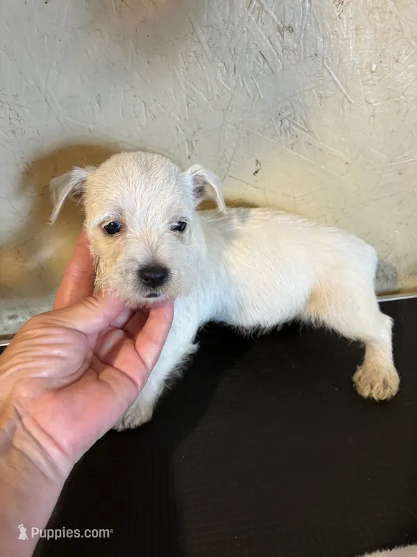 Dudley  – West Highland White Terrier puppy for sale in Saint Hedwig, TX