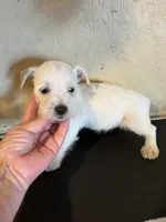 Dudley , a male West Highland White Terrier for sale in Saint Hedwig, TX – 1 of 3