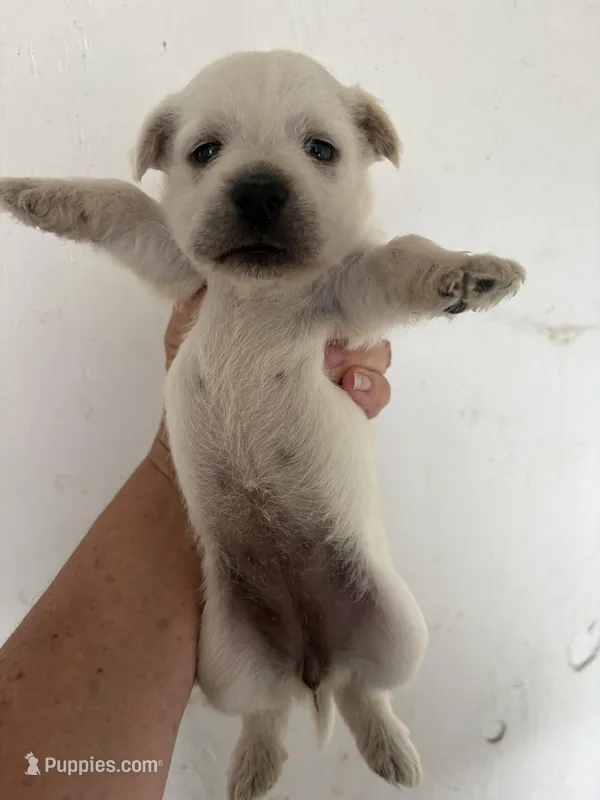 Crystal, a female West Highland White Terrier for sale in Saint Hedwig, TX – 1 of 1