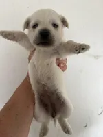 Crystal, a female West Highland White Terrier for sale in Saint Hedwig, TX – 1 of 1