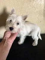 Dudley , a male West Highland White Terrier for sale in Saint Hedwig, TX – 2 of 3