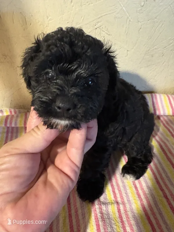 Bunny – Yorkipoo puppy for sale in Saint Hedwig, TX