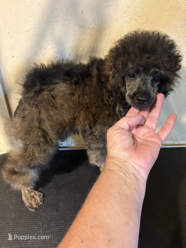 Madden  – Poodle - Miniature  puppy for sale in Saint Hedwig, TX