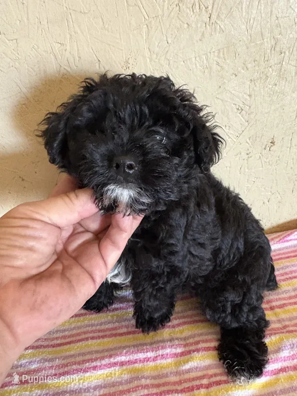 Bunny – Yorkipoo puppy for sale in Saint Hedwig, TX