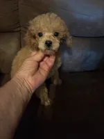 Apricot, a male Poodle - Toy  for sale in Saint Hedwig, TX – 3 of 3