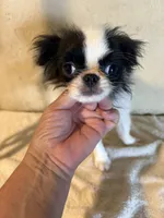 Tiny Chin diamond , a female Japanese Chin for sale in Saint Hedwig, TX – 6 of 7