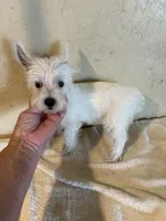 Tia, a female West Highland White Terrier for sale in Saint Hedwig, TX – 5 of 5