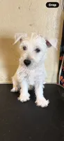 Sadie , a female West Highland White Terrier for sale in Saint Hedwig, TX – 2 of 4